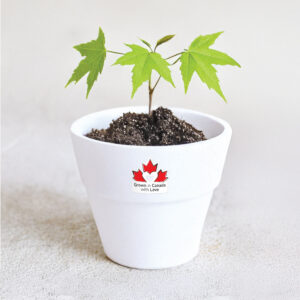 Maple tree with Grown in Canada with Love Sticker
