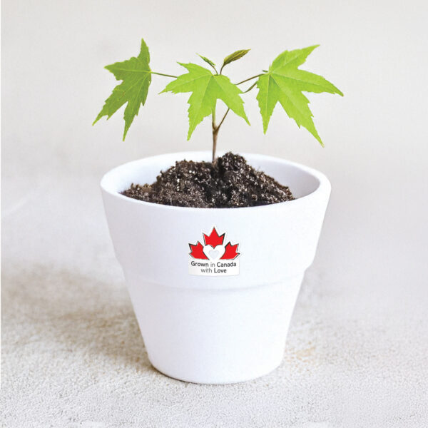 Maple tree with Grown in Canada with Love Sticker